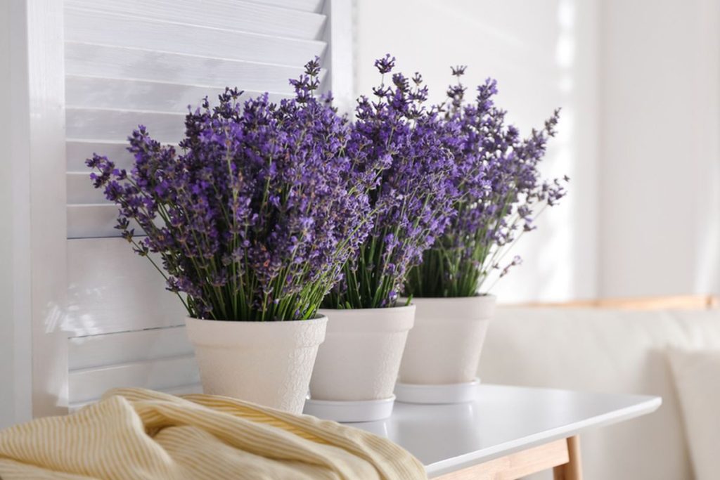 Tanaman indoor pengusir nyamuk, lavender. Sumber Kompas