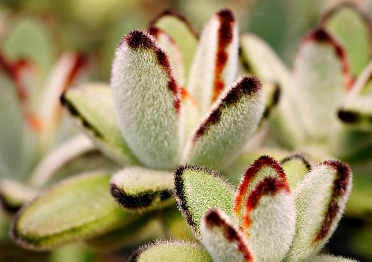 Jenis tanaman kaktus panda, Sumber: pexels.com