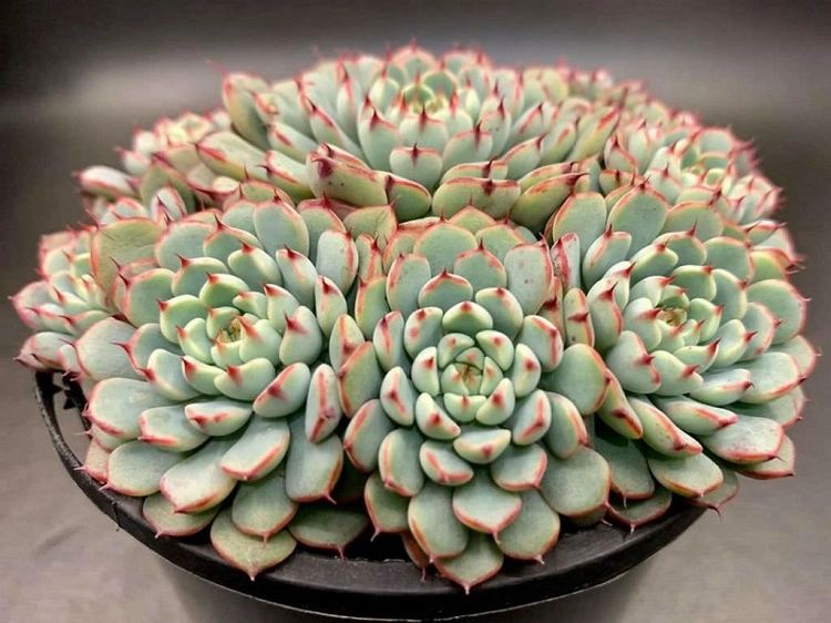 Sukulen echeveria minima, Sumber: worldofsucculents.com