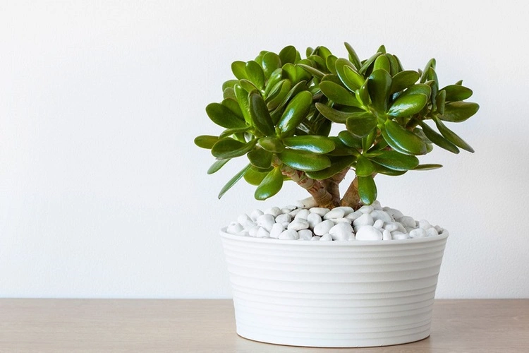 Sukulen jenis jade, Sumber: kompas.com