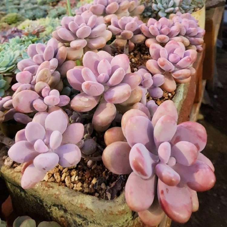 Sukulen jenis roseum, Sumber: wowkeren.com