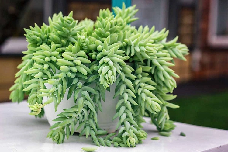 Sukulen sedum yang populer, Sumber: gardenerspath.com