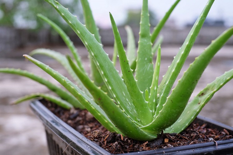 Aloe Vera atau Lidah Buaya, Sumber: kompas.com
