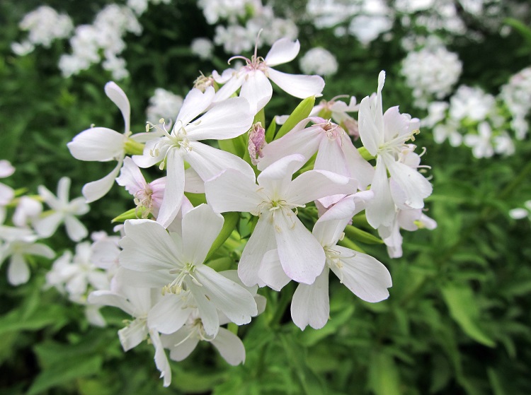 Tanaman Soapwort, Sumber: awkwardbotany.com