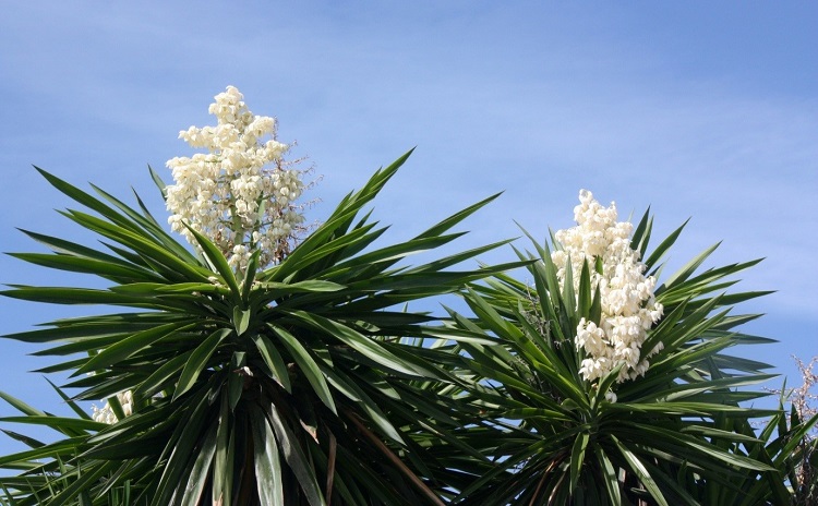 Tanaman Yucca, Sumber: bio-chem.net
